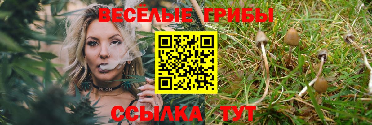 Псилоцибиновые грибы Psilocybe Верхняя Пышма